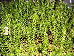 Villadia batesii (Sedum spirale)