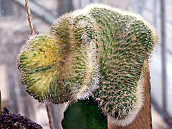 Winterocereus aureispinus f. cristata f. variegata