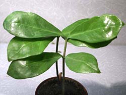 Zamioculcas lanceolata